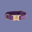 a purple dog collar with a gold buckle