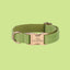 a green dog collar with a gold buckle