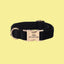 a dog collar with a metal buckle on a yellow background